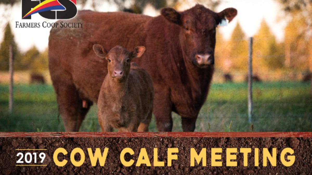 Cow Calf Website