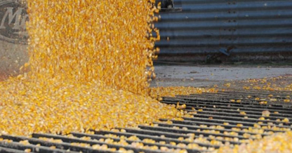 Grain | Farmers Cooperative Society
